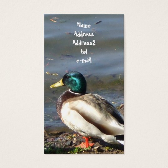 Mallard duck business card