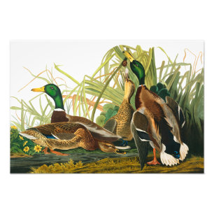 Mallard Duck by John James Audubon Photo Print