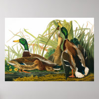 Mallard Duck by John James Audubon