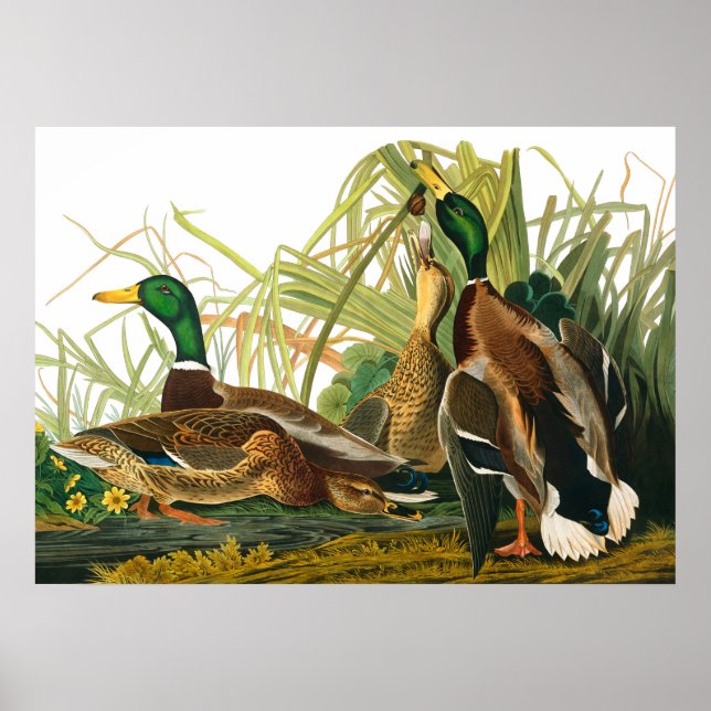Mallard Duck by John James Audubon Poster (Front)
