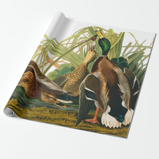 Mallard Duck by John James Audubon Wrapping Paper (Unrolled)