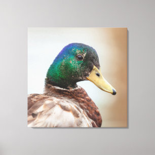 Mallard Duck Canvas Print