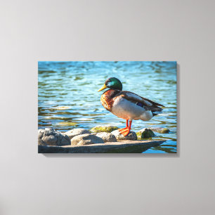 Mallard Duck Canvas Print Lakeside Bird Art