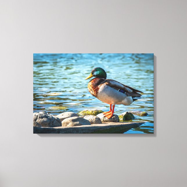 Mallard Duck Canvas Print | Lakeside Bird Art (Front)