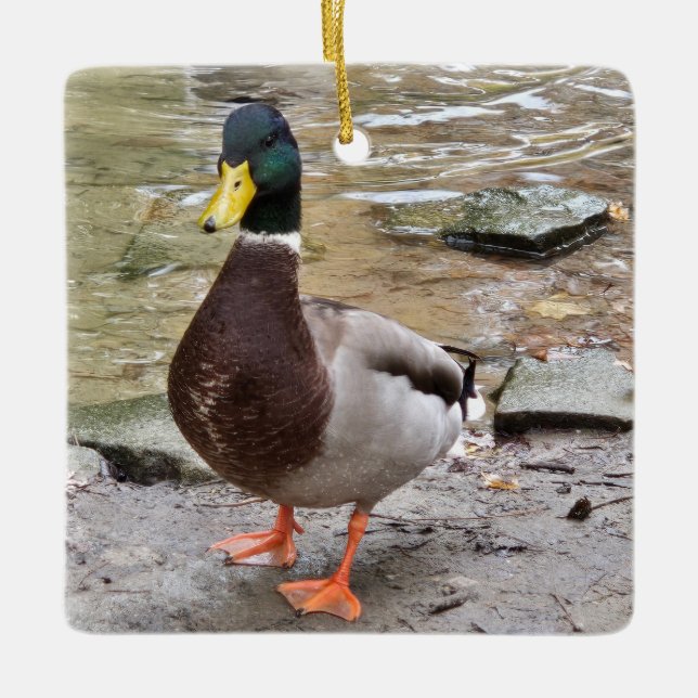 Mallard Duck Ceramic Ornament (Front)