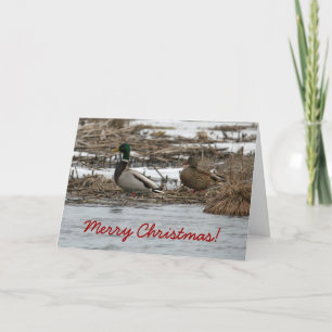 Mallard Duck Christmas Card