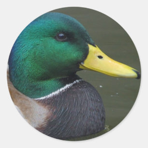 Mallard Duck Classic Round Sticker
