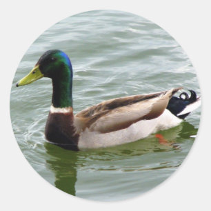 Mallard Duck Classic Round Sticker