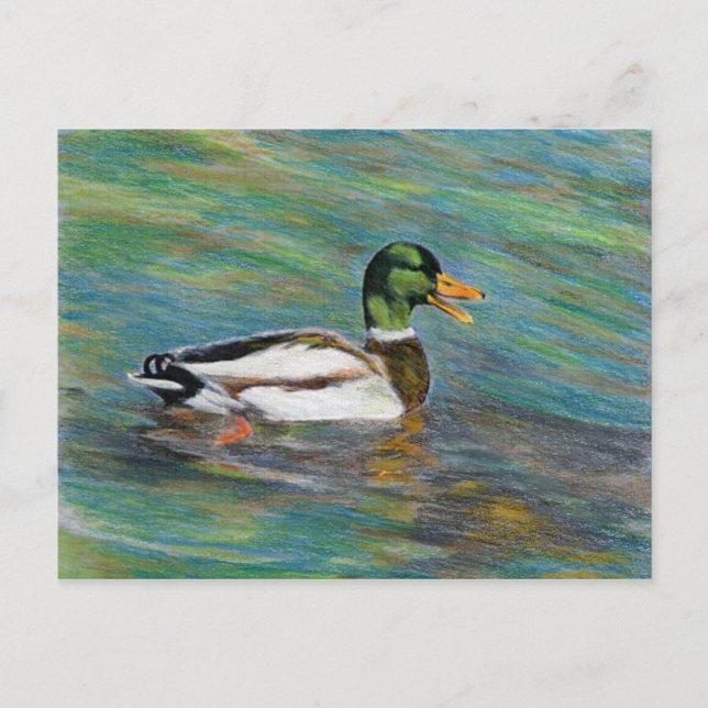 Mallard Duck Colored Pencil Drawing Postcard (Front)