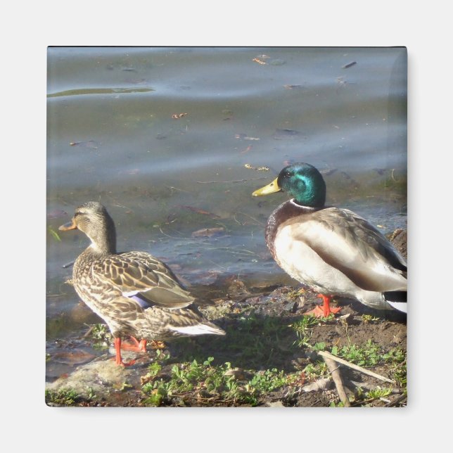 Mallard duck couple magnet (Front)