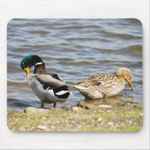 Mallard Duck Couple Mouse Mat