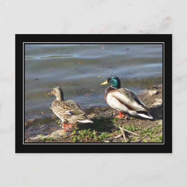 Mallard duck couple postcard (Front)