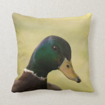 Mallard Duck