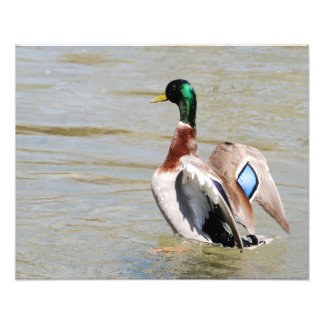 Mallard Duck Diamond Photo Print