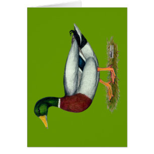 Mallard Duck Drake