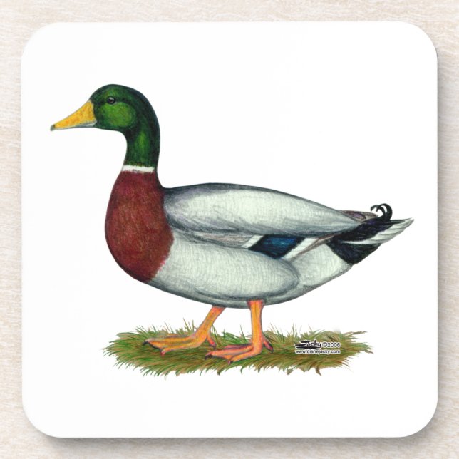 Mallard Duck Drake Coaster (Front)