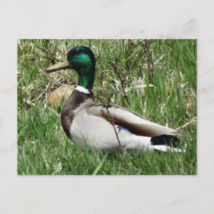 Mallard Duck Drake Greenhead in the Grass Postcard