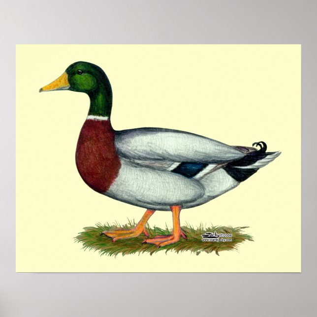 Mallard Duck Drake Poster (Front)