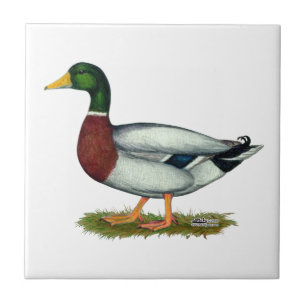 Mallard Duck Drake Tile