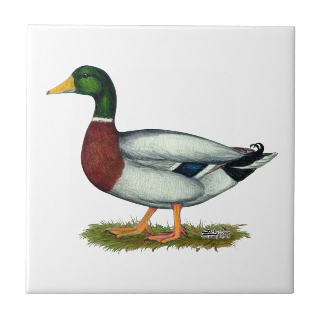 Mallard Duck Drake Tile (Front)
