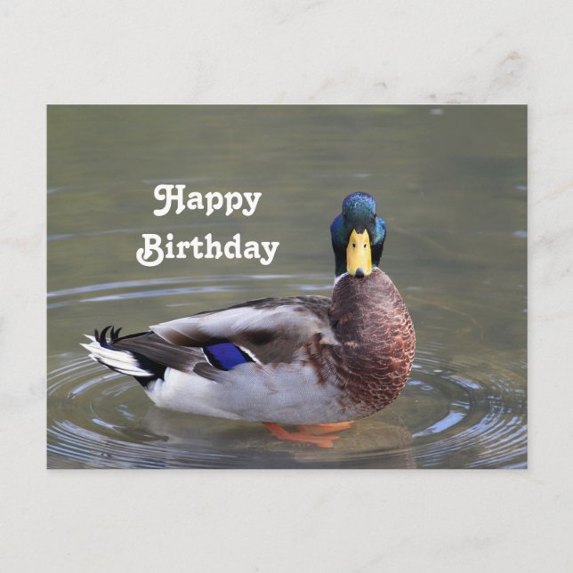 Mallard Duck Drake Water Photo Birthday Postcard (Front)