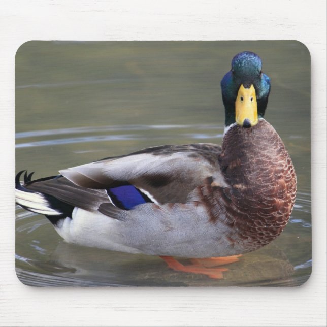 Mallard Duck Drake Water Photo Mouse Mat (Front)