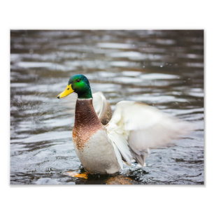 Mallard Duck Drying His Wings - Photo Print
