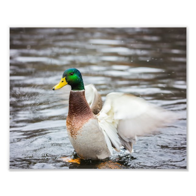 Mallard Duck Drying His Wings - Photo Print (Front)