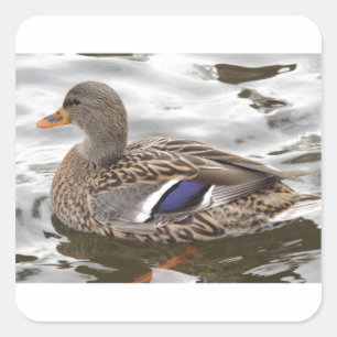 Mallard Duck Female Square Sticker