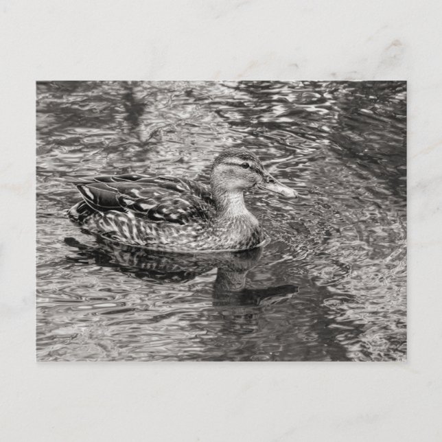 Mallard Duck (female) Warm Tone Black and White Postcard (Front)
