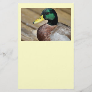 Mallard Duck Flyer