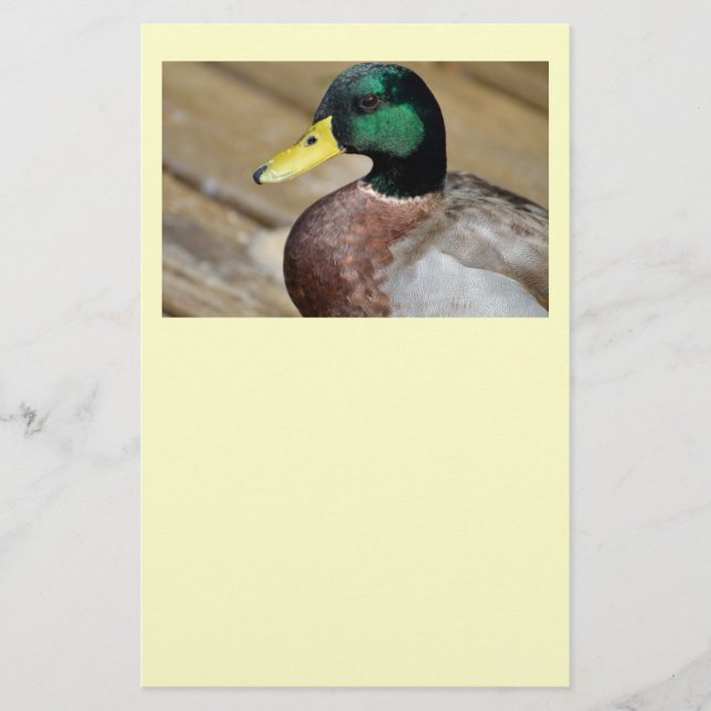 Mallard Duck Flyer (Front)