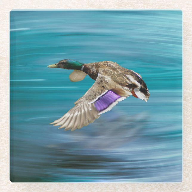 Mallard duck flying glass coaster (Front)