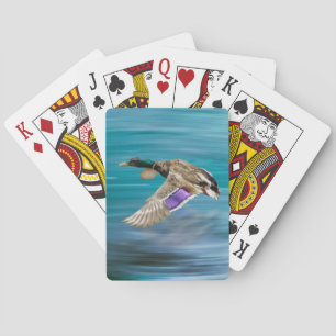Mallard duck flying playing cards