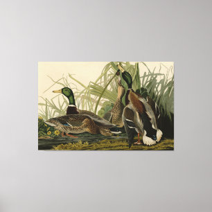 Mallard Duck from Audubon's Birds of America Canvas Print