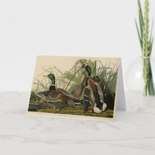 Mallard Duck from Audubon's Birds of America Card