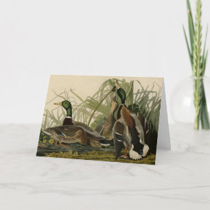 Mallard Duck from Audubon's Birds of America Card