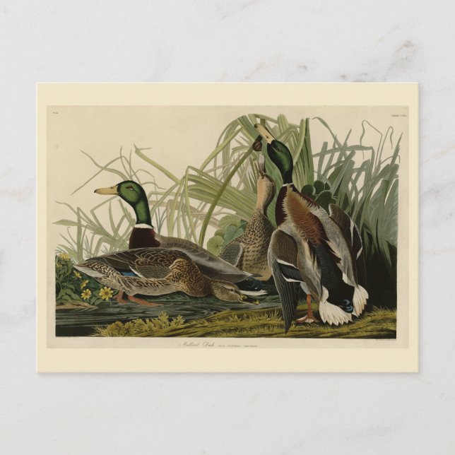 Mallard Duck from Audubon's Birds of America Postcard (Front)