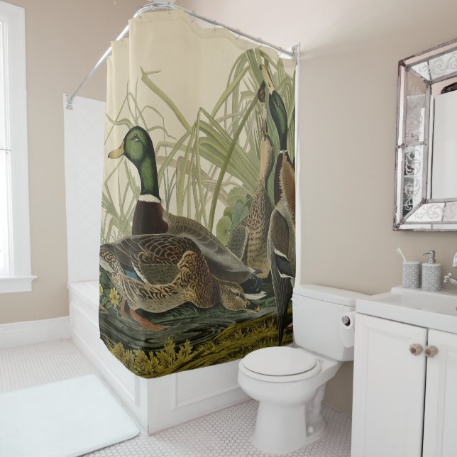 Mallard Duck from Audubon's Birds of America Showe Shower Curtain (In Situ)