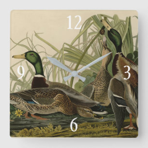 Mallard Duck from Audubon's Birds of America Square Wall Clock