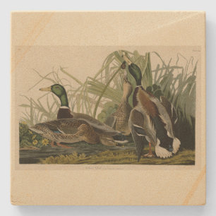 Mallard Duck from Audubon's Birds of America Stone Coaster