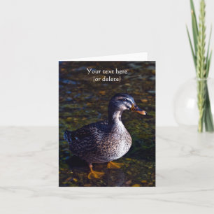 Mallard Duck Greeting card