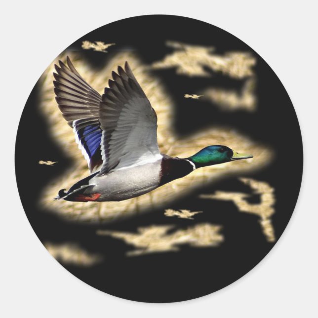 Mallard Duck Hunting Classic Round Sticker (Front)