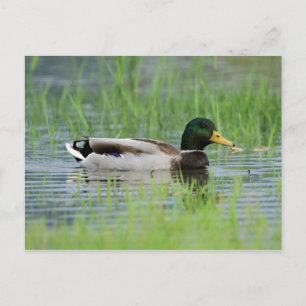 Mallard duck in a pond postcard
