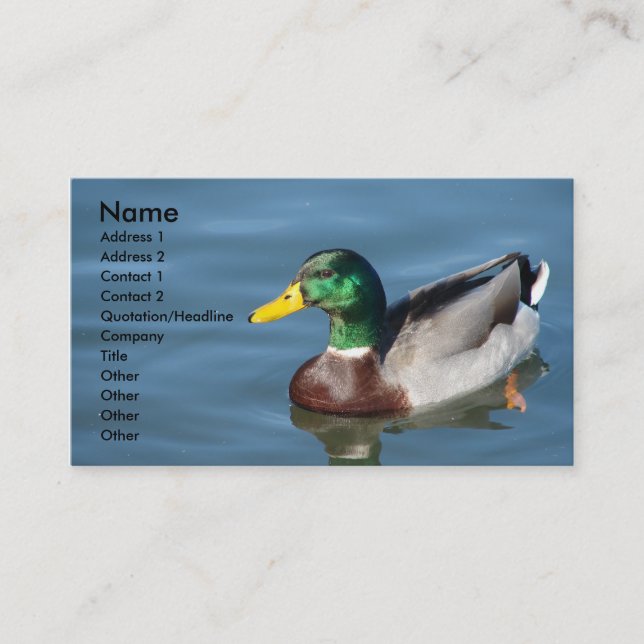 Mallard Duck In Blue Water Business Card (Front)