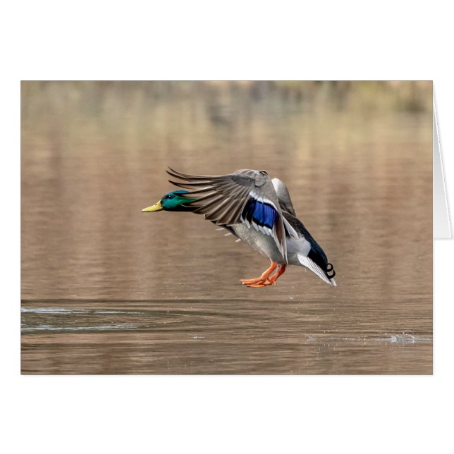 Mallard Duck in flight (Front Horizontal)