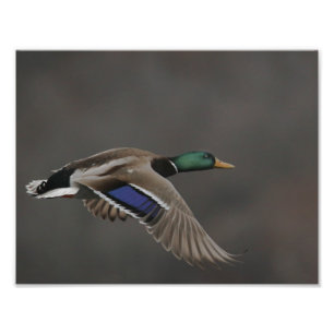 Mallard Duck in Flight - 2 Photo Print