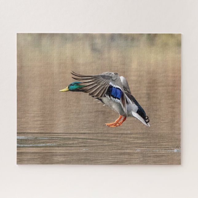 Mallard Duck in flight Jigsaw Puzzle (Horizontal)