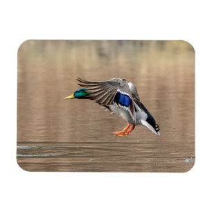 Mallard Duck in flight Magnet