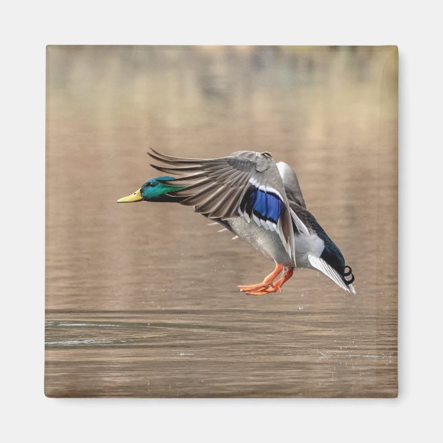 Mallard Duck in flight Magnet (Front)